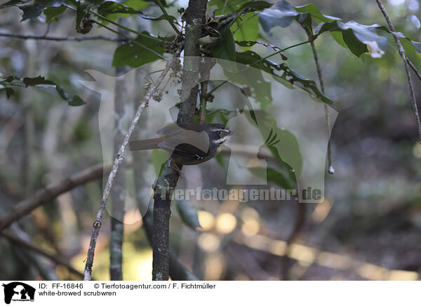 Wei�brauensericornis / white-browed scrubwren / FF-16846