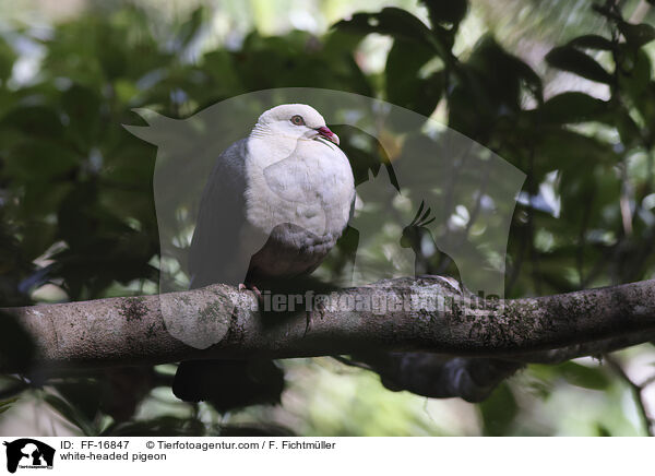 Wei�brusttaube / white-headed pigeon / FF-16847