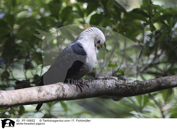 Wei�brusttaube / white-headed pigeon / FF-16852