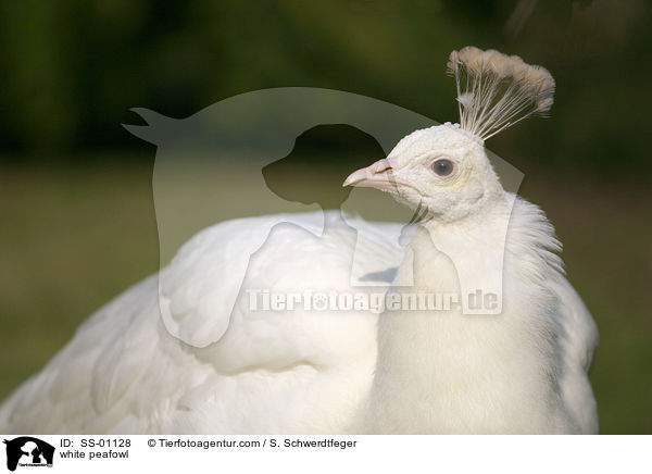 weier Pfau / white peafowl / SS-01128
