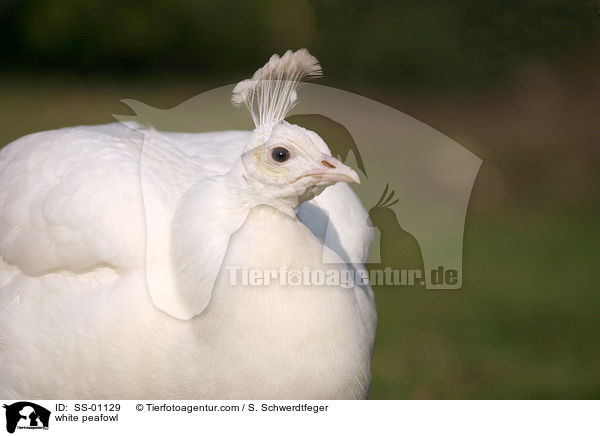 white peafowl / SS-01129