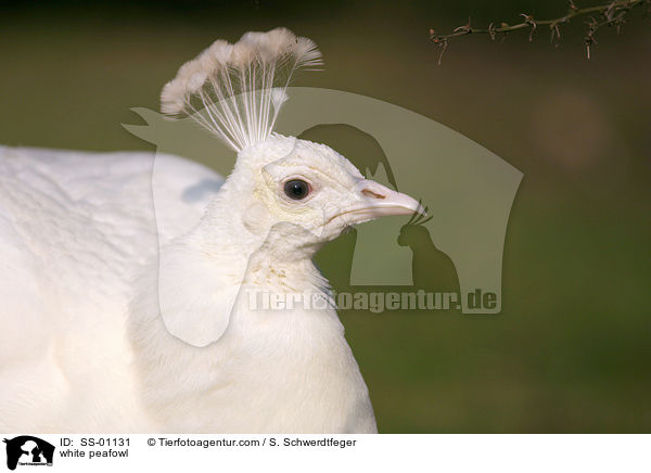 weier Pfau / white peafowl / SS-01131