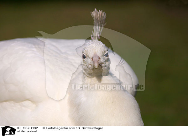 weier Pfau / white peafowl / SS-01132