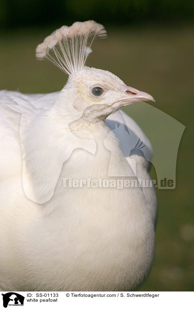 white peafowl / SS-01133