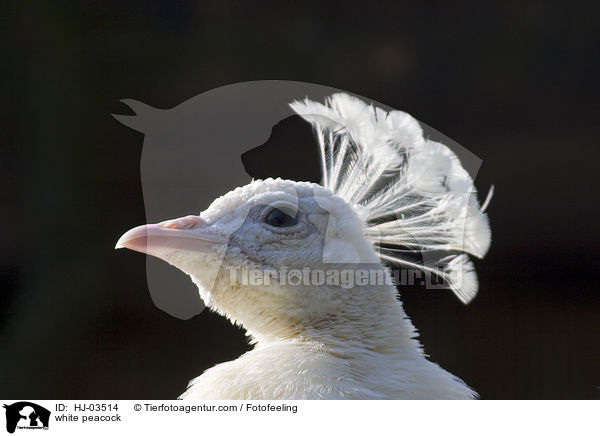 white peacock / HJ-03514