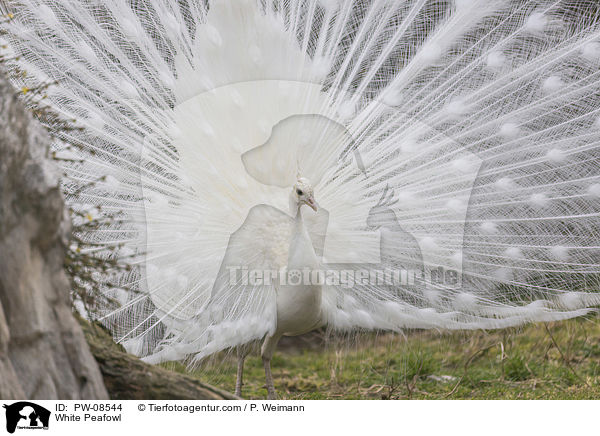 weier Pfau / White Peafowl / PW-08544