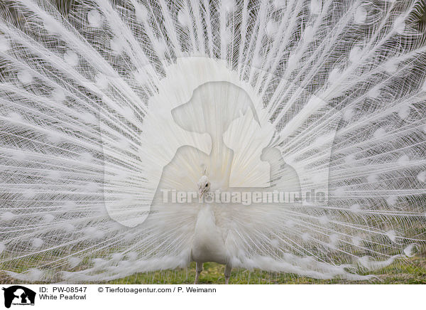 White Peafowl / PW-08547