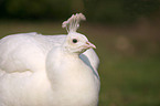 white peafowl