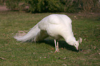 white peafowl