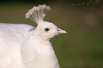 white peafowl