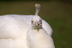 white peafowl