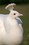 white peafowl