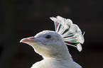 white peacock