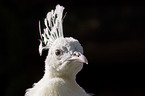 white peacock