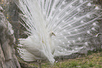 White Peafowl