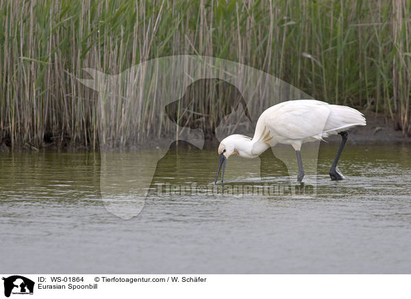 Eurasian Spoonbill / WS-01864