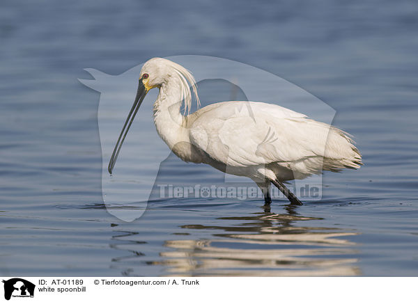 Lffler / white spoonbill / AT-01189