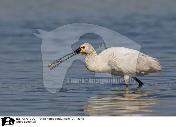 Lffler / white spoonbill / AT-01399