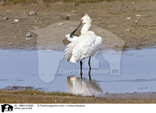 Lffler / white spoonbill / MBS-05685