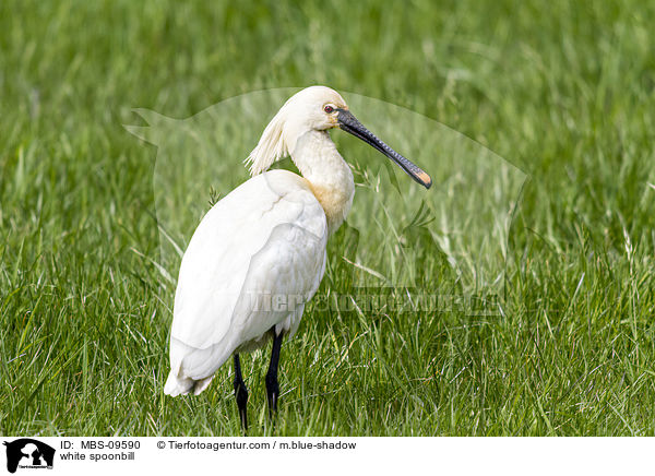 white spoonbill / MBS-09590