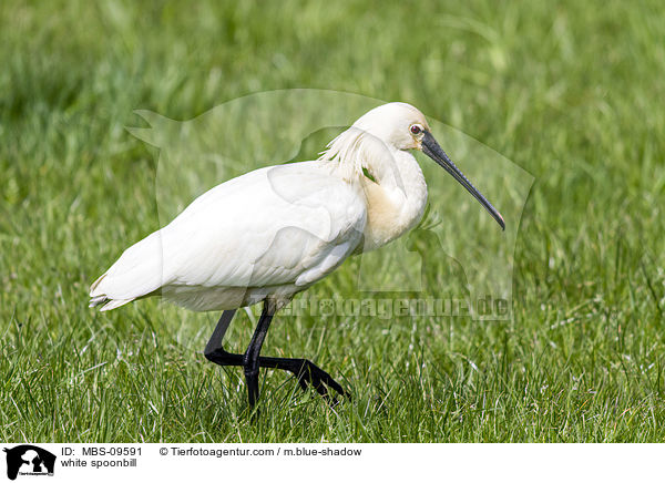 white spoonbill / MBS-09591