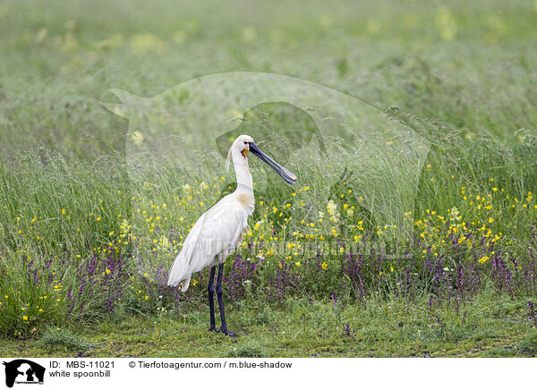 white spoonbill / MBS-11021