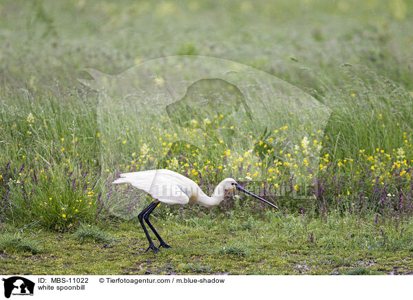 Lffler / white spoonbill / MBS-11022