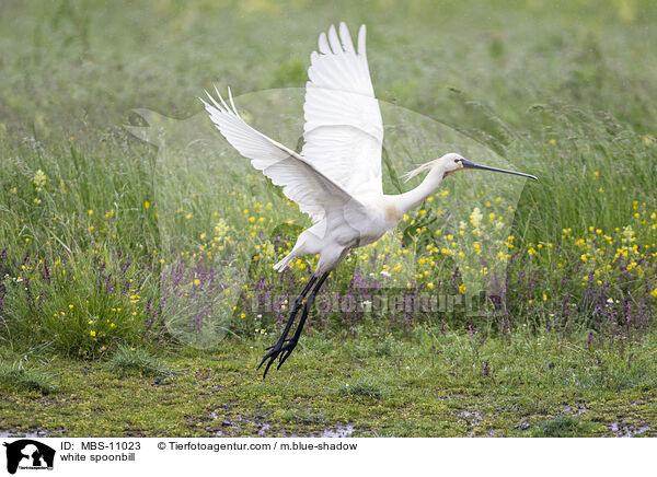 white spoonbill / MBS-11023