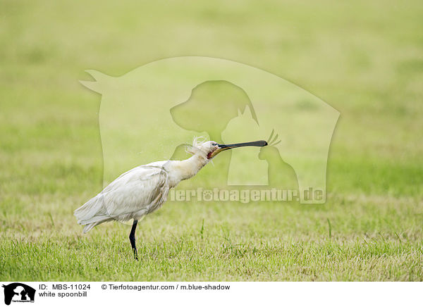 Lffler / white spoonbill / MBS-11024