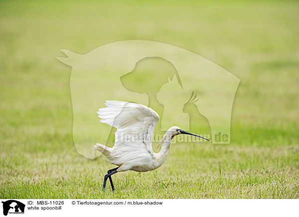 Lffler / white spoonbill / MBS-11026