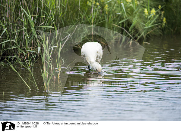 white spoonbill / MBS-11028