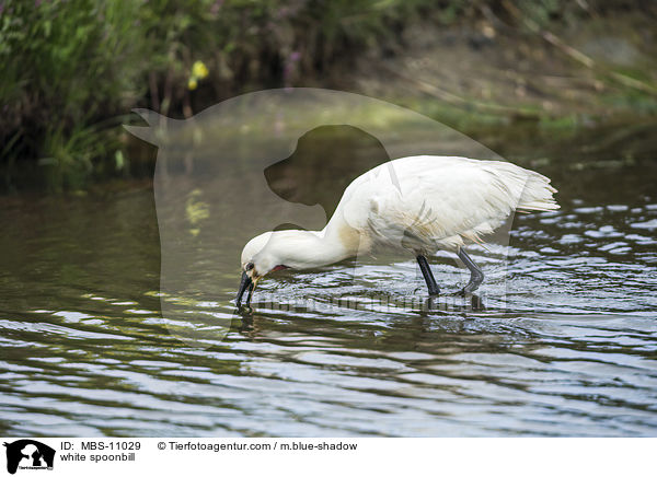 Lffler / white spoonbill / MBS-11029
