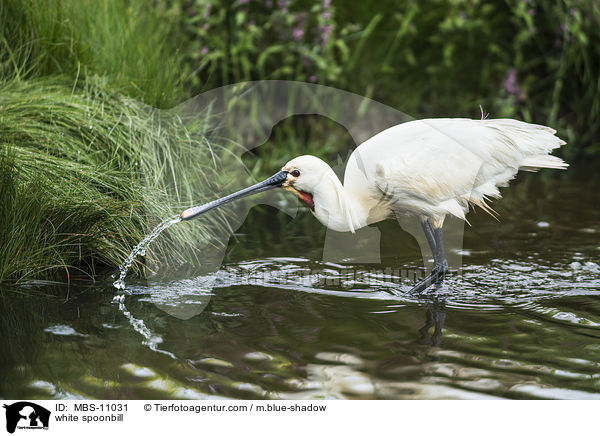 white spoonbill / MBS-11031