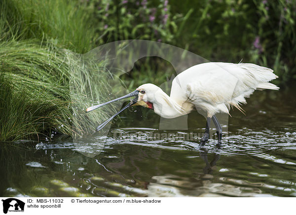 white spoonbill / MBS-11032