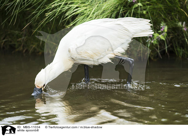 white spoonbill / MBS-11034