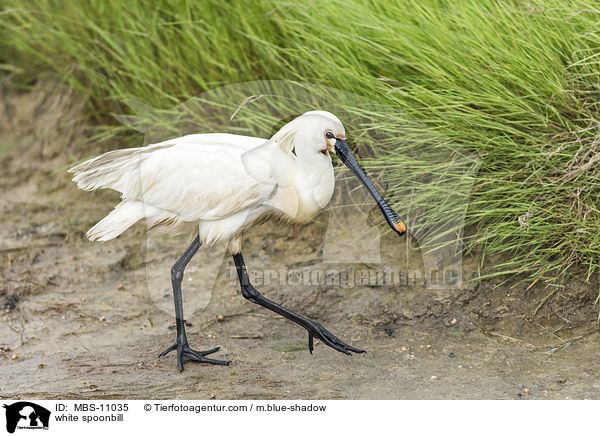 white spoonbill / MBS-11035