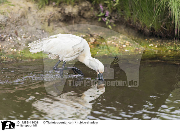 white spoonbill / MBS-11038