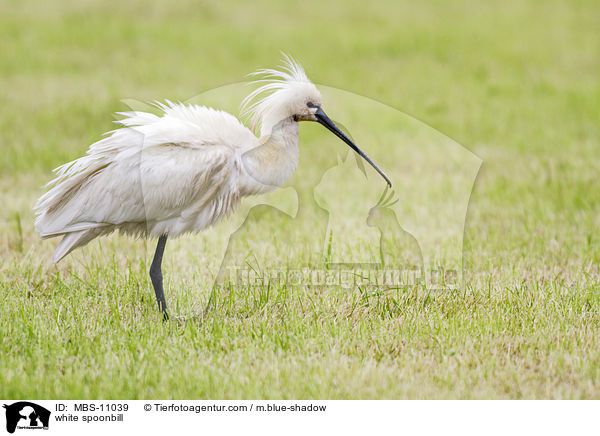 white spoonbill / MBS-11039
