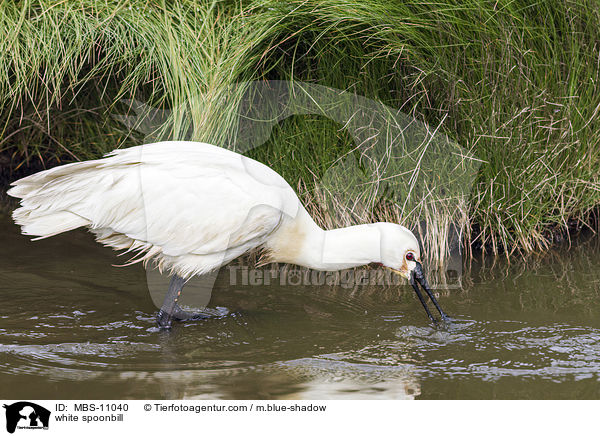 white spoonbill / MBS-11040