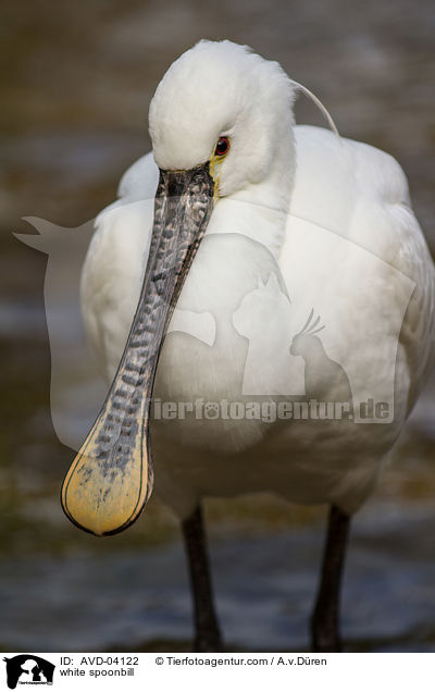 white spoonbill / AVD-04122