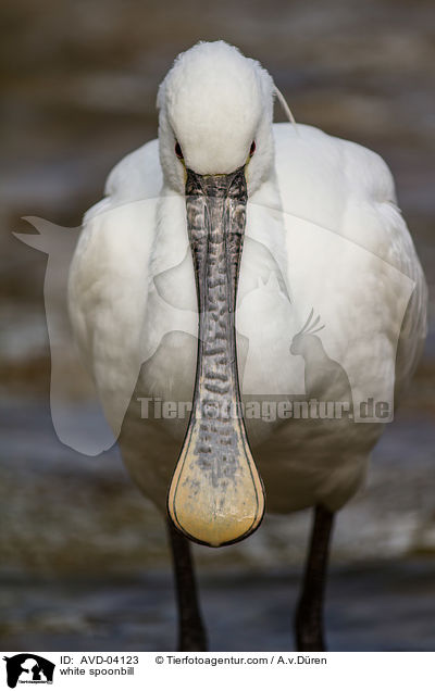 Lffler / white spoonbill / AVD-04123