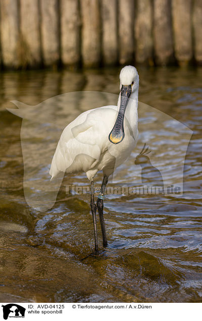 white spoonbill / AVD-04125