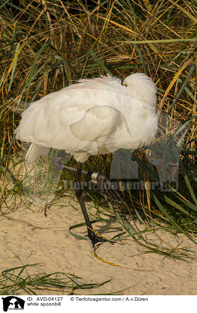 Lffler / white spoonbill / AVD-04127