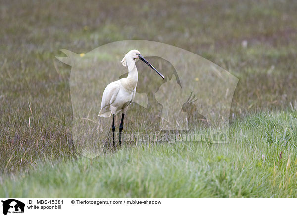 white spoonbill / MBS-15381