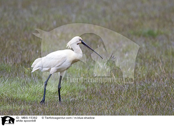 white spoonbill / MBS-15382