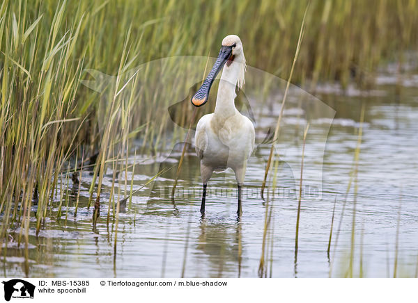 white spoonbill / MBS-15385