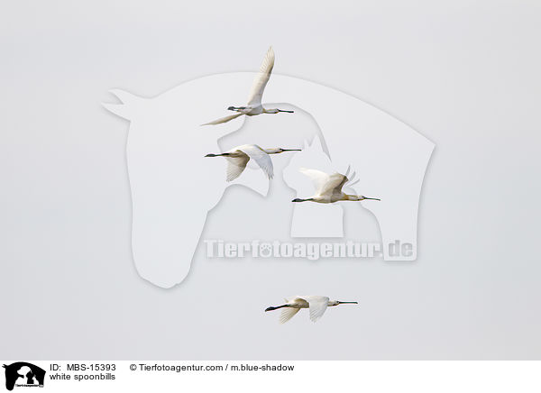 Lffler / white spoonbills / MBS-15393