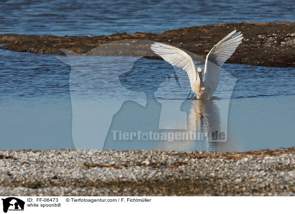 white spoonbill / FF-06473