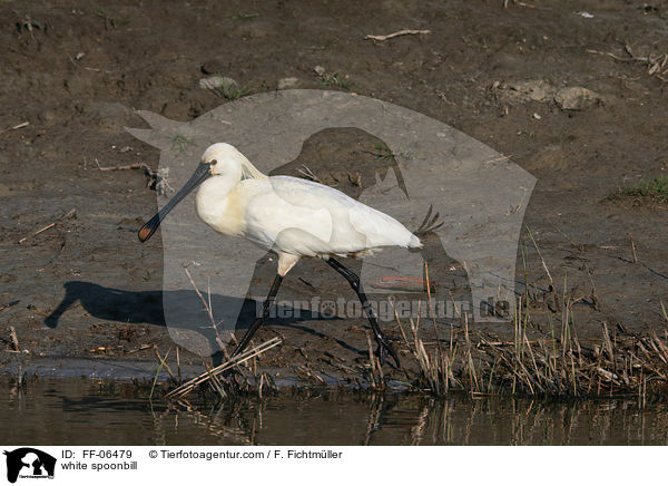 Lffler / white spoonbill / FF-06479