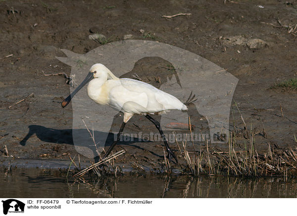 white spoonbill / FF-06479